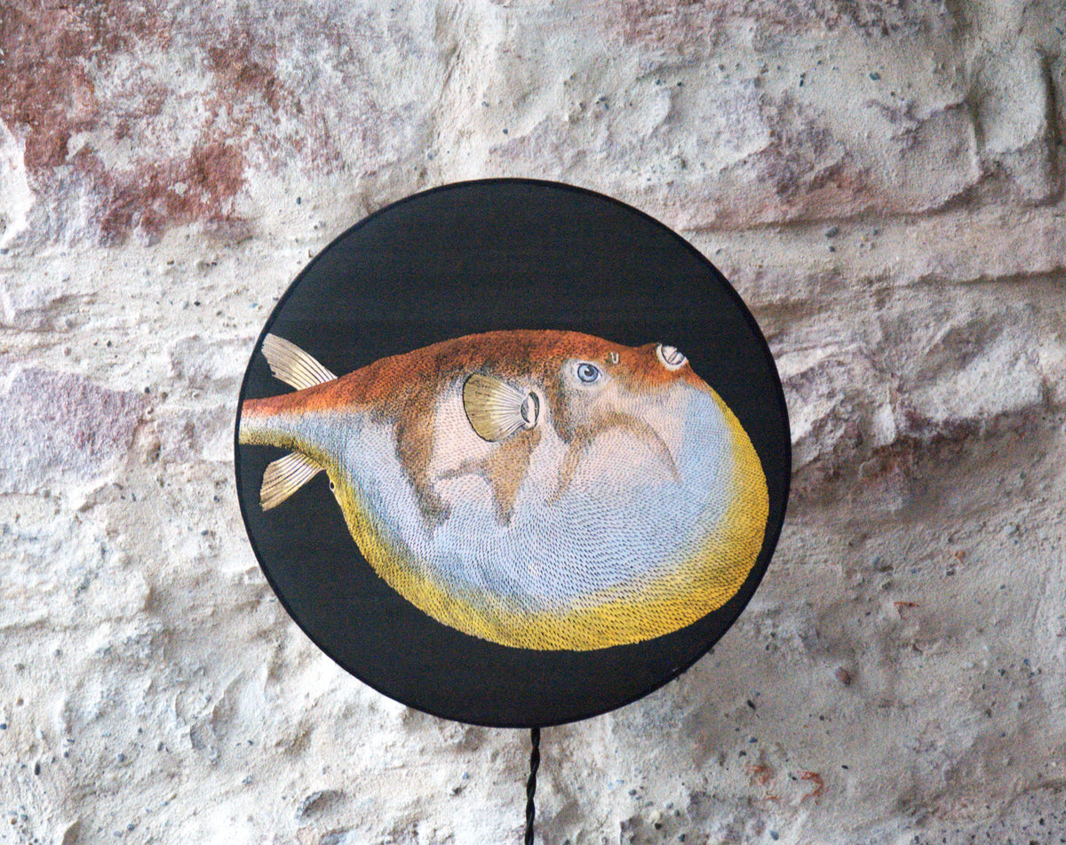 Applique murale éclipse Diodon , papier peint Acquario Cole and Son.