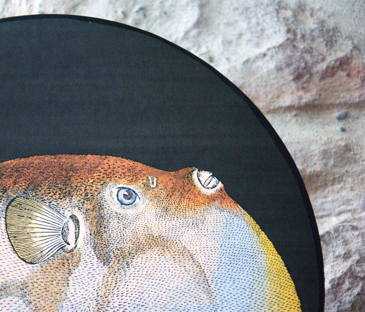 Applique murale éclipse Diodon , papier peint Acquario Cole and Son.