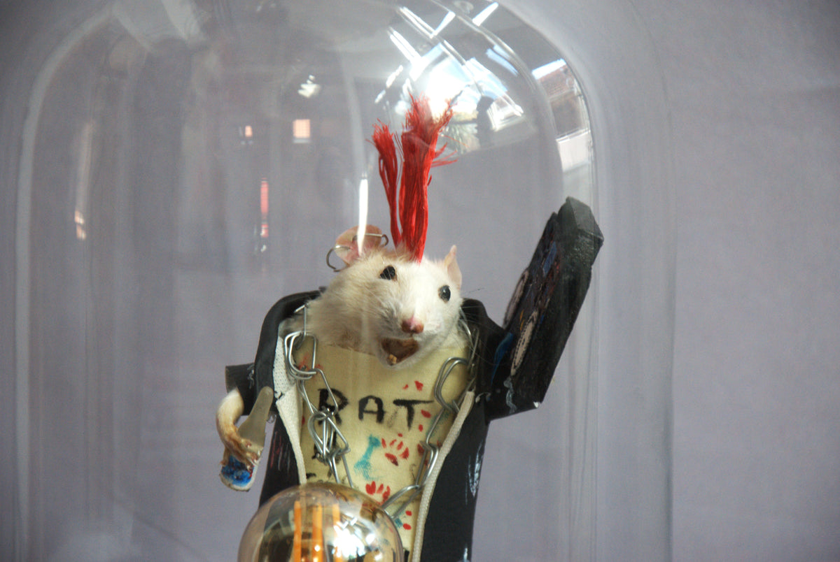 Cabinet de curiosités oddities , rat punk naturalisé sous globe. Pièce unique.