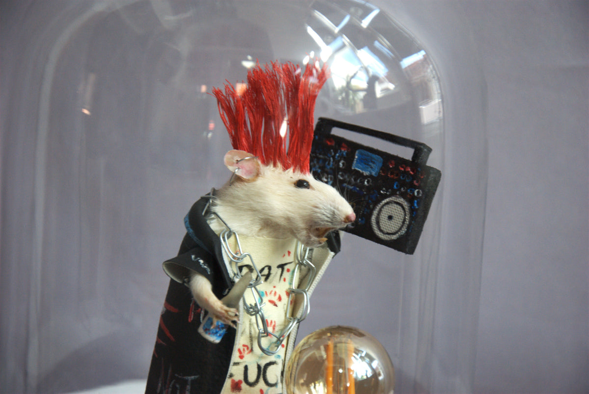 Cabinet de curiosités oddities , rat punk naturalisé sous globe. Pièce unique.