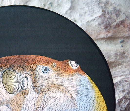Applique murale éclipse Diodon , papier peint Acquario Cole and Son.