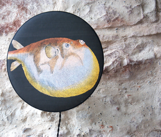 Applique murale éclipse Diodon , papier peint Acquario Cole and Son.